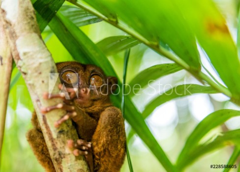 Picture of Philippine tarsier sitting on a tree Bohol Philippines With selective focus